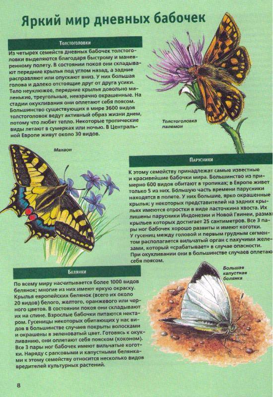 Иллюстрация 3 из 4 для Бабочки - Сабина Штегхаус-Ковач | Лабиринт - книги. Источник: In@