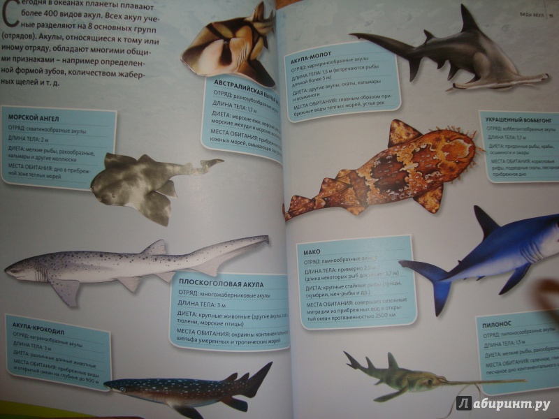Иллюстрация 9 из 19 для Акулы | Лабиринт - книги. Источник: Ярославцева  Марина Викторовна