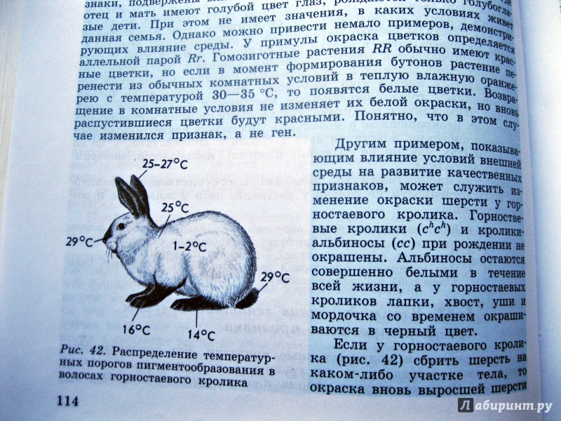 Изменение окраски шерсти кролика. Изменение окраски шерсти у горностаевого кролика. Окраски шерсти у горностаевого. Опыт с Горностаевым кроликом. Гималайский кролик опыт.