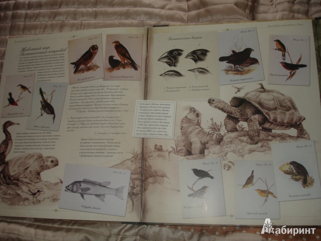 Иллюстрация 52 из 54 для Чарлз Дарвин и путешествие на "Бигле" - Твист, Вуд | Лабиринт - книги. Источник: Осьминожка