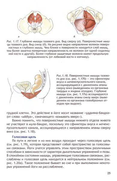 Иллюстрация 18 из 30 для Анатомия йоги - Лесли Каминофф | Лабиринт - книги. Источник: Юта
