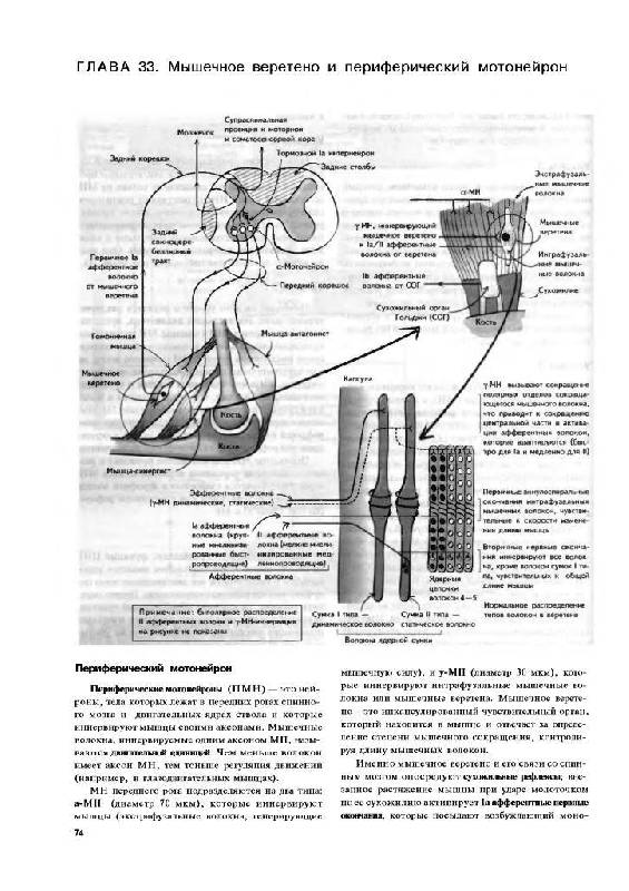 Иллюстрация 12 из 15 для Наглядная неврология - Баркер, Нил, Барази | Лабиринт - книги. Источник: Юта