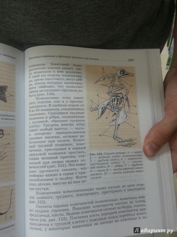 Иллюстрация 18 из 39 для Биология. Животные. 7 класс. Учебник - Латюшин, Шапкин | Лабиринт - книги. Источник: Den