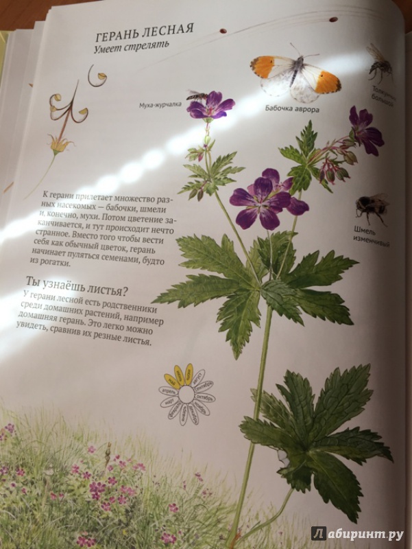Иллюстрация 51 из 54 для Софи в мире цветов - Стефан Каста | Лабиринт - книги. Источник: Вербовская  Виктория