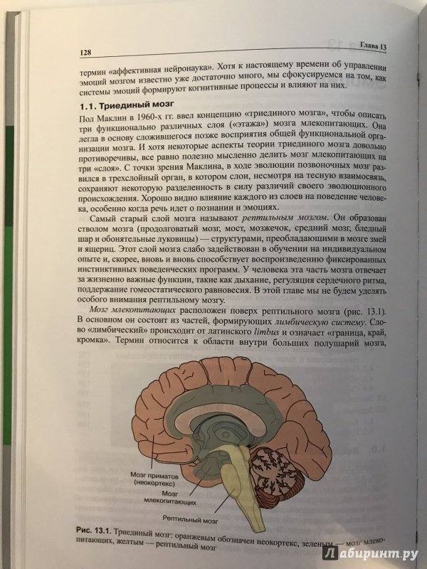 Иллюстрация 46 из 57 для Мозг, познание, разум. Введение в когнитивные нейронауки. В 2-х томах - Баарс, Гейдж | Лабиринт - книги. Источник: Ромыдтчъ