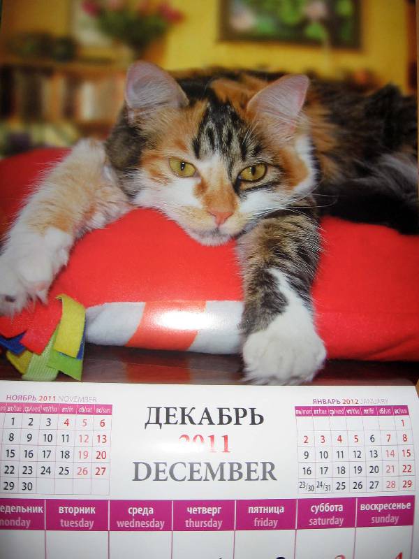Иллюстрация 8 из 13 для Календарь настенный 2011 год. "Кошки" (71021) | Лабиринт - сувениры. Источник: Red cat ;)
