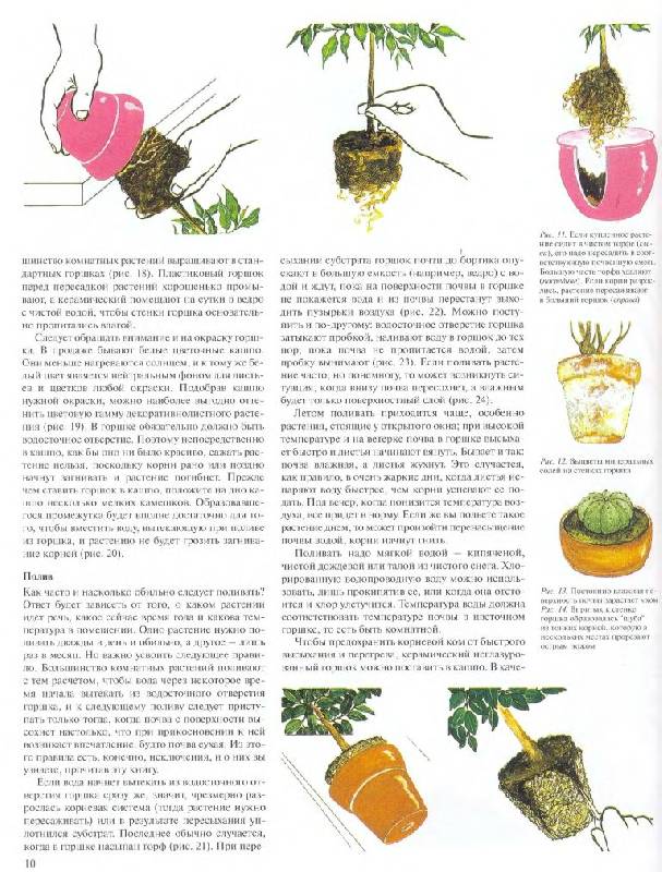 Иллюстрация 14 из 20 для Энциклопедия комнатных растений - Ярослав Рак | Лабиринт - книги. Источник: Юта