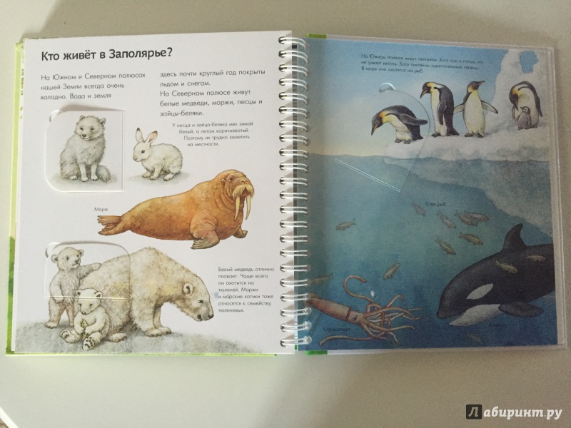 Иллюстрация 11 из 11 для Мир животных - Энн Мюллер | Лабиринт - книги. Источник: Чефранова  Анна