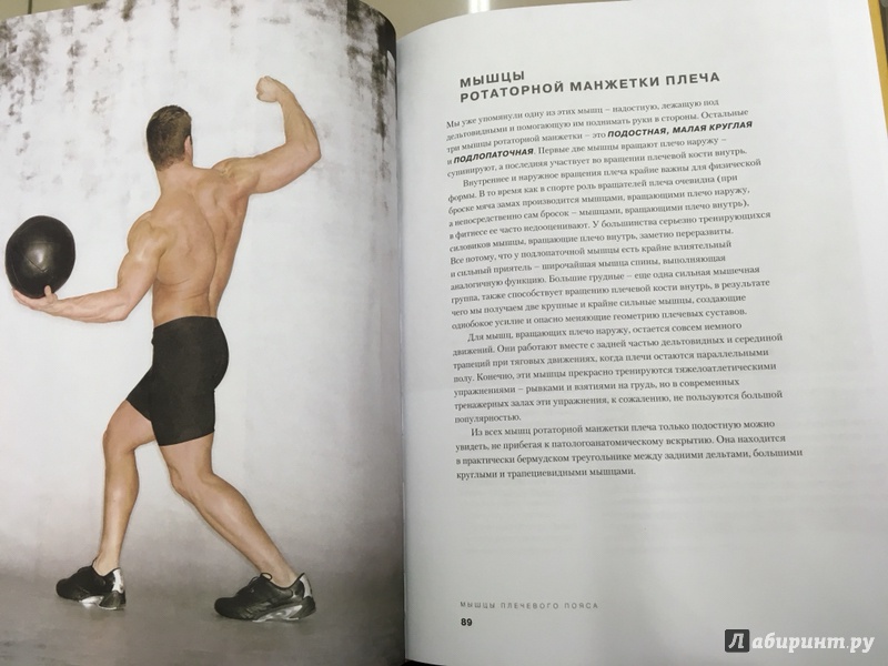 Иллюстрация 29 из 42 для Большая книга мышц. Гениальный путеводитель по идеальной физической форме - Кинг, Шулер | Лабиринт - книги. Источник: Nika