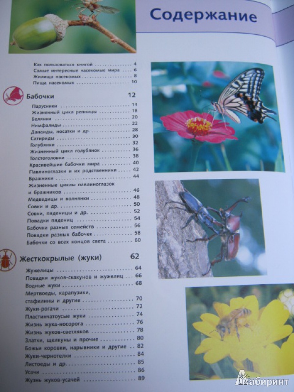 Иллюстрация 2 из 39 для Самые красивые в мире: бабочки, жуки, стрекозы, цикады, кузнечики, пауки и скорпионы | Лабиринт - книги. Источник: Евгения39
