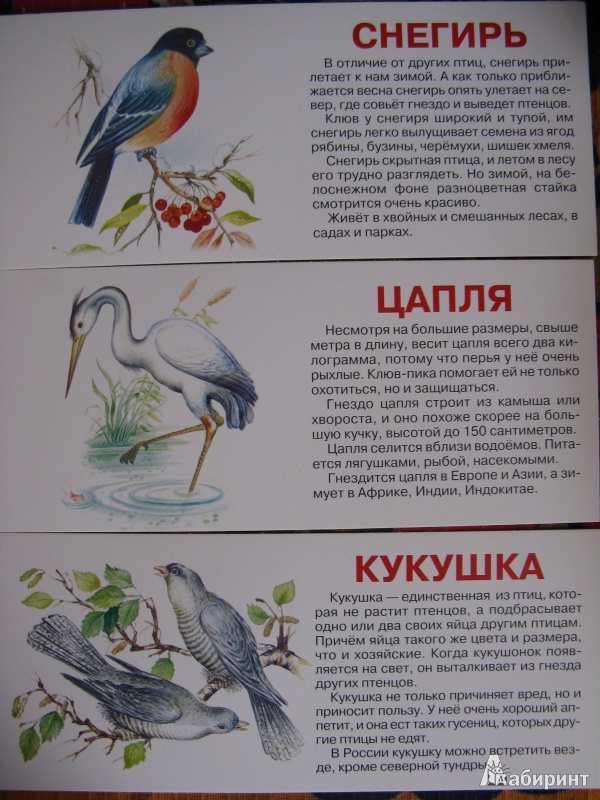 Иллюстрация 2 из 6 для Птицы. Набор карточек | Лабиринт - книги. Источник: Rusalochka-777