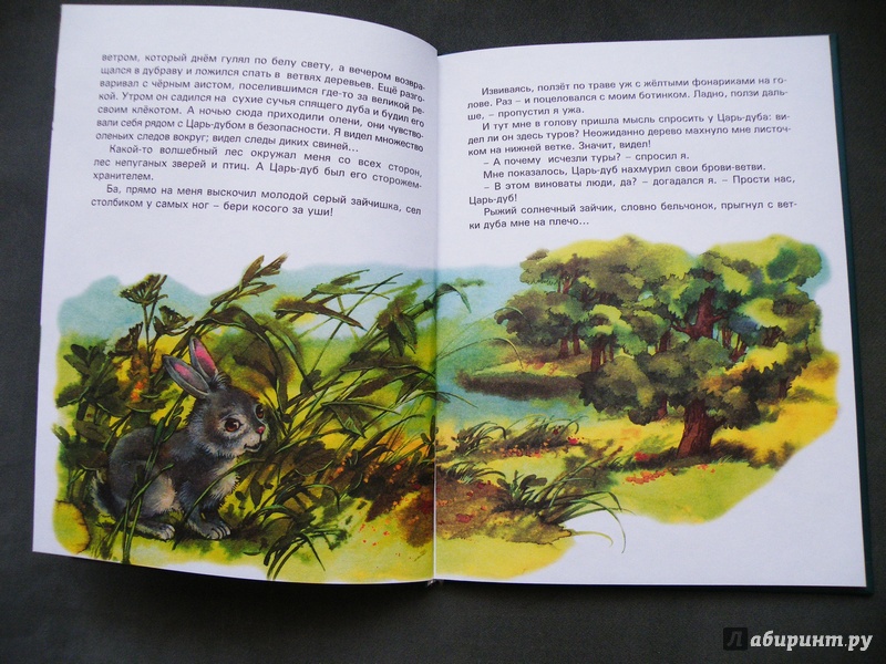 Иллюстрация 4 из 31 для Сказки Чудо-дерева - Валерий Кастрючин | Лабиринт - книги. Источник: Шутова  Маргарита