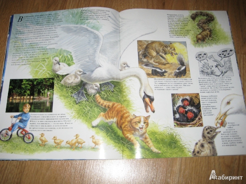 Иллюстрация 23 из 25 для Детеныши животных - Энн Элвуд | Лабиринт - книги. Источник: Макарова  Елена