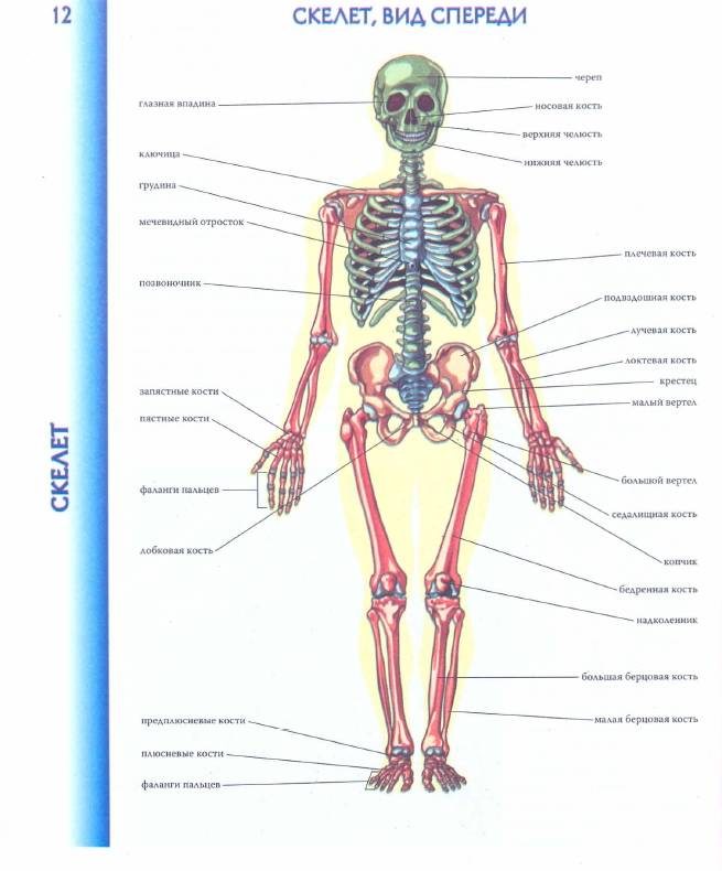 Иллюстрация 2 из 40 для Атлас анатомии человека | Лабиринт - книги. Источник: Joker