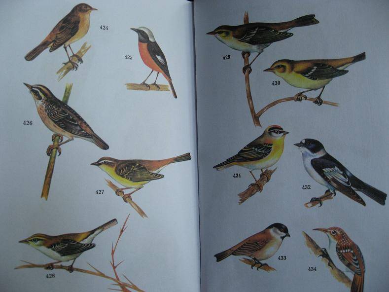 Иллюстрация 3 из 4 для Атлас-определитель птиц - Владимир Храбрый | Лабиринт - книги. Источник: Krofa