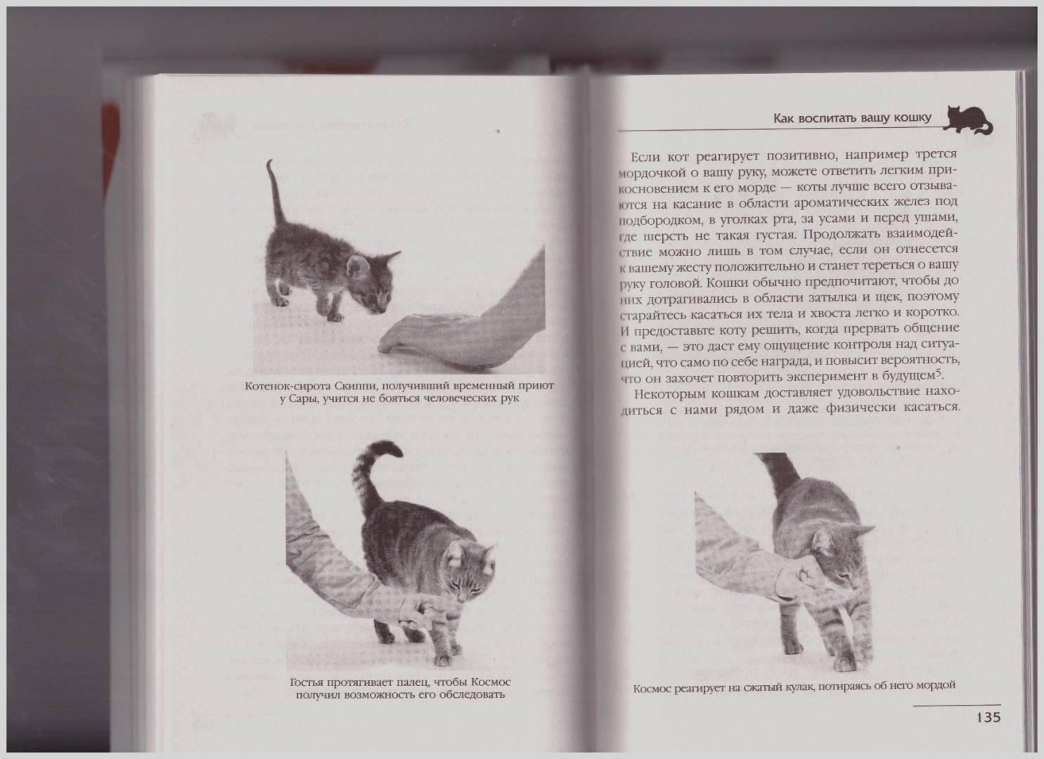 Иллюстрация 20 из 40 для Как воспитать вашу кошку - Брэдшоу, Эллис | Лабиринт - книги. Источник: LanaEr