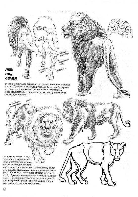 Иллюстрация 20 из 41 для Как рисовать животных - Джек Хамм | Лабиринт - книги. Источник: Юта
