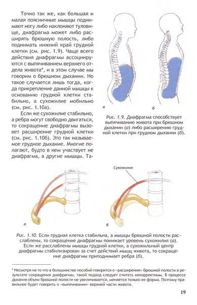 Иллюстрация 17 из 30 для Анатомия йоги - Лесли Каминофф | Лабиринт - книги. Источник: Юта