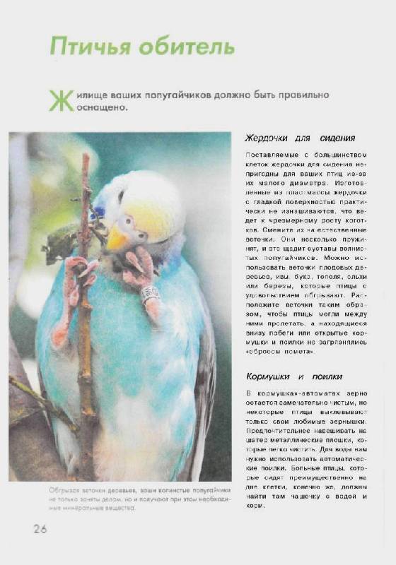 Иллюстрация 14 из 14 для Волнистые попугайчики - Курт Колар | Лабиринт - книги. Источник: Юта