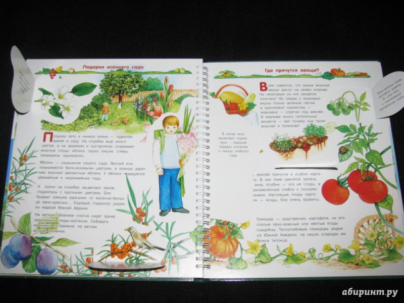 Иллюстрация 34 из 41 для Растения - Татьяна Елумеева | Лабиринт - книги. Источник: Nemertona