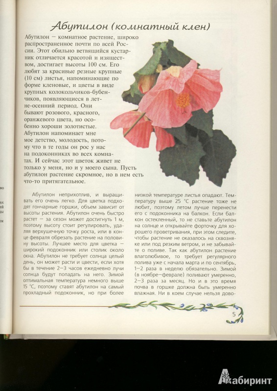 Иллюстрация 1 из 15 для Любимые домашние цветы - Ганичкина, Ганичкин | Лабиринт - книги. Источник: ЛиС-а