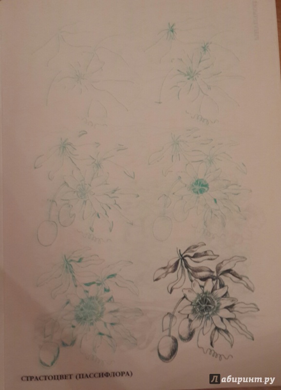 Иллюстрация 4 из 12 для Рисуем 50 цветов и деревьев - Эймис, Эймис | Лабиринт - книги. Источник: Чирков  Николай Викторович