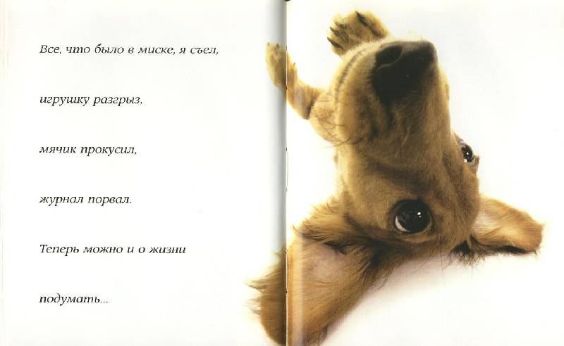 Иллюстрация 19 из 28 для Самые очаровательные собаки | Лабиринт - книги. Источник: ЛиС-а