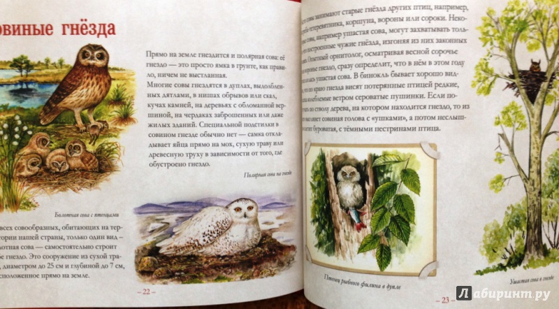 Иллюстрация 6 из 11 для Небольшая книга о совах - Владимир Бабенко | Лабиринт - книги. Источник: Салий  Любовь Сергеевна