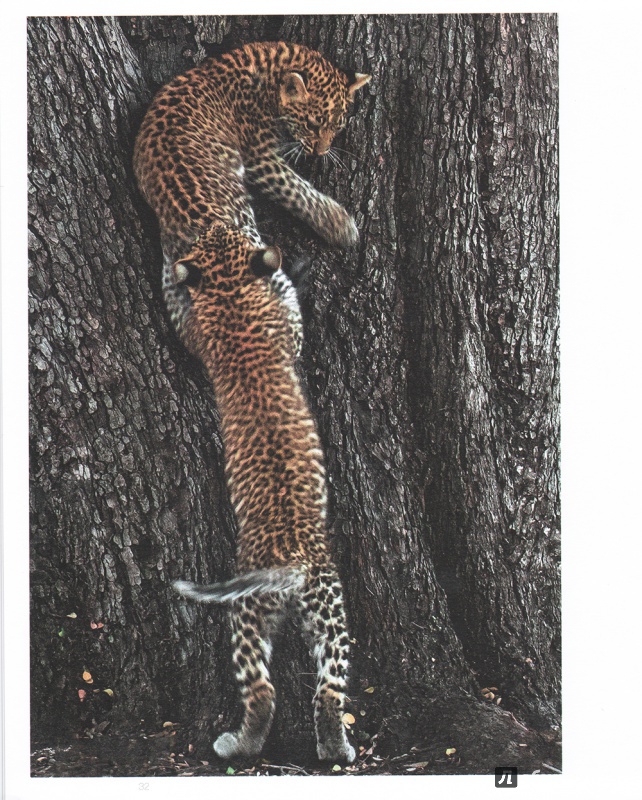 Иллюстрация 6 из 54 для След кошки. Леопард - Сергей Горшков | Лабиринт - книги. Источник: Lidina  Tina