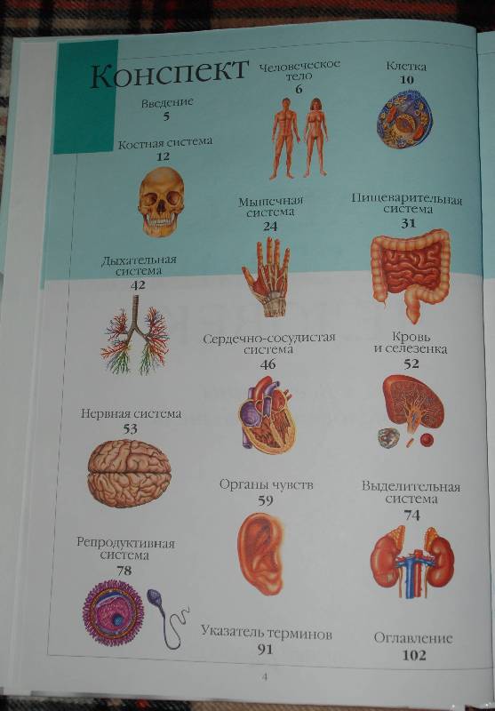 Иллюстрация 14 из 58 для Атлас анатомии человека | Лабиринт - книги. Источник: МаRUSя