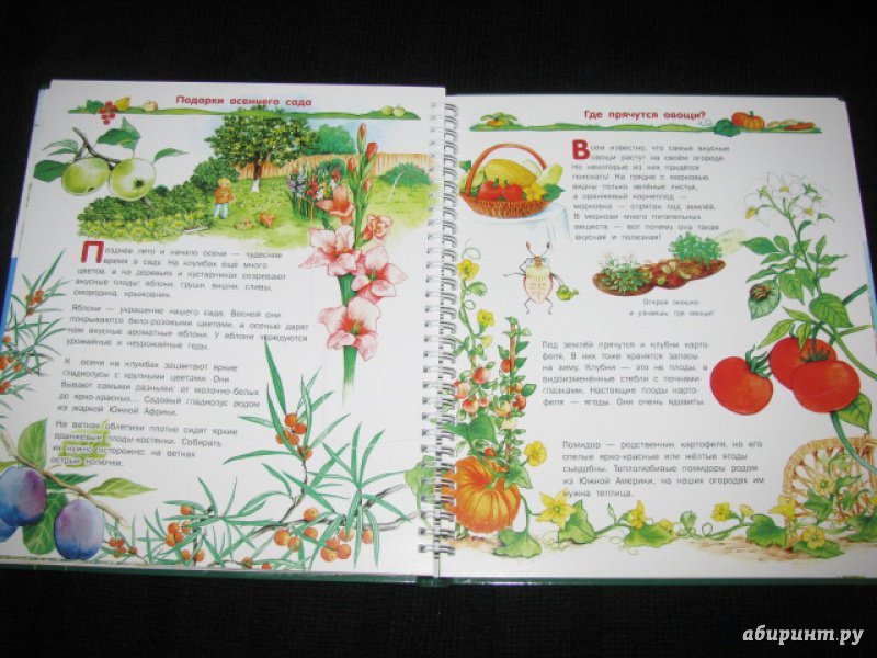Иллюстрация 33 из 41 для Растения - Татьяна Елумеева | Лабиринт - книги. Источник: Nemertona