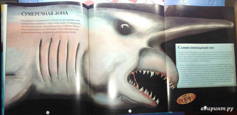 Иллюстрация 23 из 32 для Акулы и другие обитатели подводного мира - Дэниел Гилпин | Лабиринт - книги. Источник: Белка