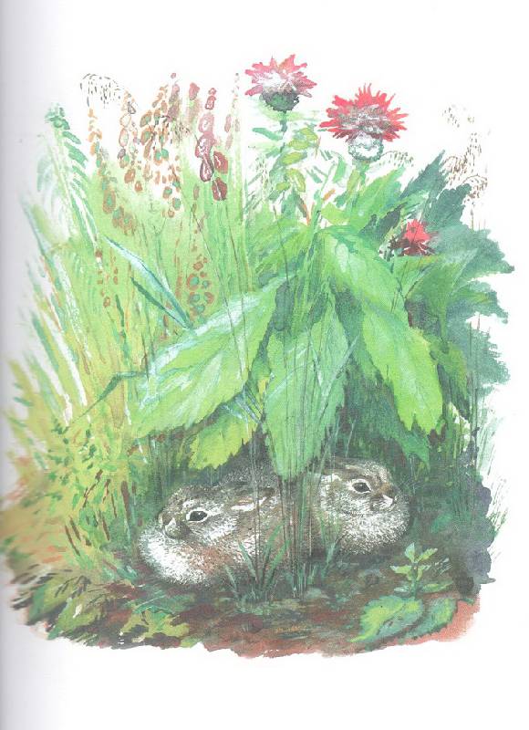 Иллюстрация 30 из 42 для Большие и маленькие - Евгений Чарушин | Лабиринт - книги. Источник: Стрекоза