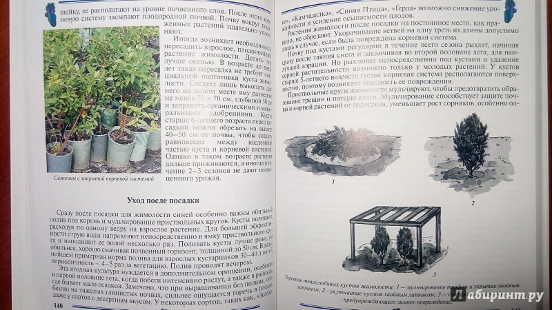 Иллюстрация 20 из 55 для Жимолость, ирга. Пособие для садоводов-любителей - Алла Куклина | Лабиринт - книги. Источник: Alenta  Valenta