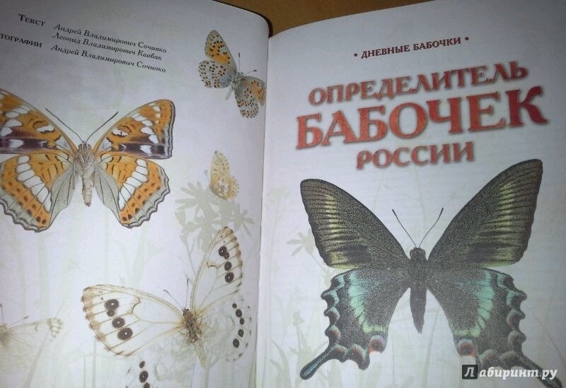 Иллюстрация 23 из 24 для Дневные бабочки. Определитель бабочек России - Каабак, Сочивко | Лабиринт - книги. Источник: Космос