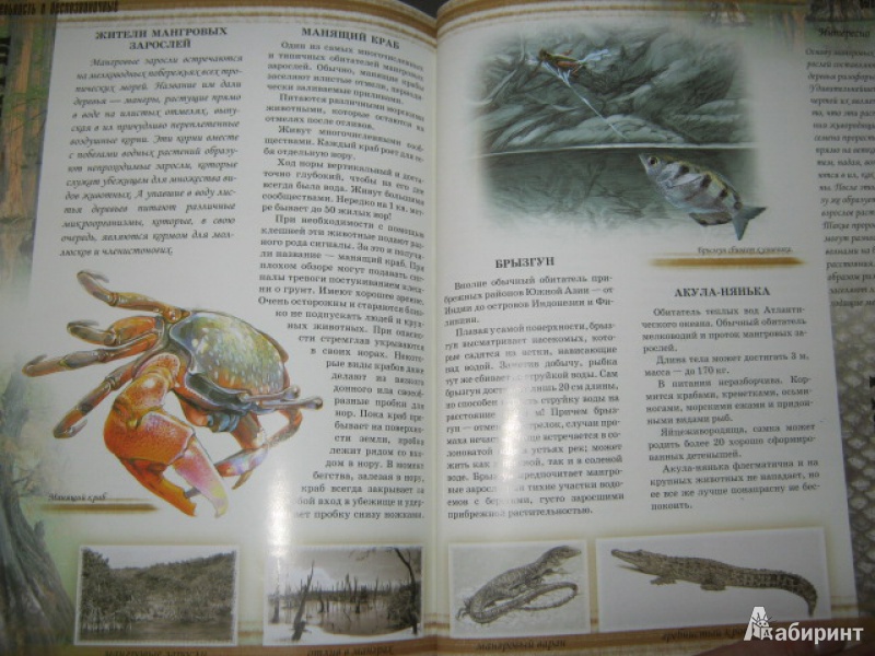 Иллюстрация 14 из 16 для Мир животных - Цеханская, Стрелков | Лабиринт - книги. Источник: Евгения39