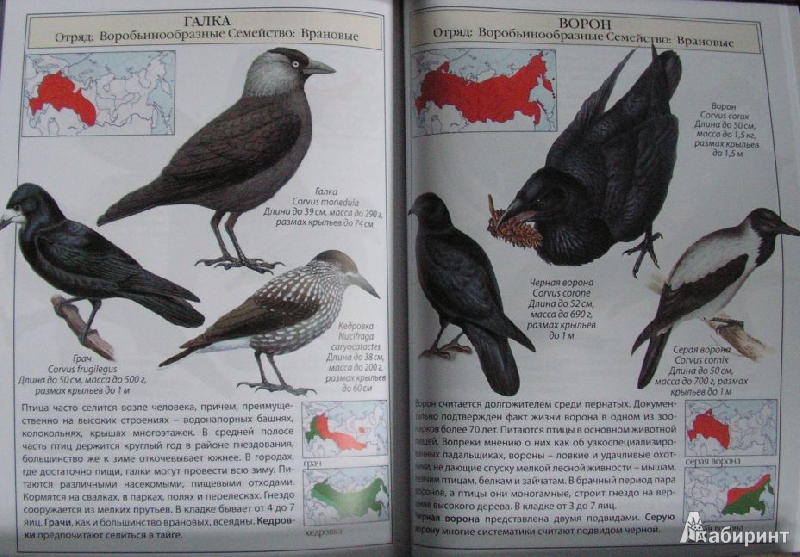 Иллюстрация 12 из 17 для Птицы России | Лабиринт - книги. Источник: Solen