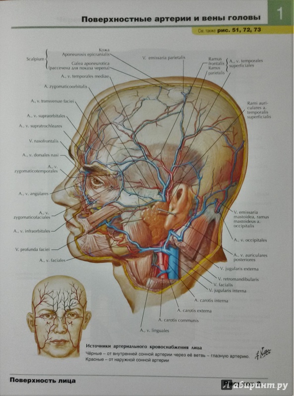Иллюстрация 8 из 50 для Атлас анатомии человека - Фрэнк Неттер | Лабиринт - книги. Источник: olegiv