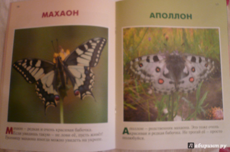 Иллюстрация 10 из 28 для Бабочки - Петр Волцит | Лабиринт - книги. Источник: Климкова  Светлана