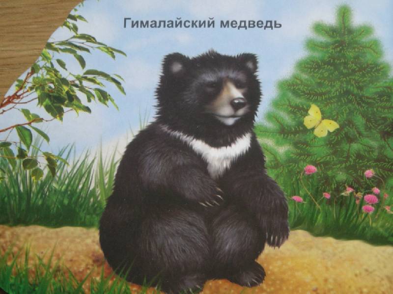 Иллюстрация 4 из 5 для Медведи (вырубка) | Лабиринт - книги. Источник: Мартынова  Анна Владимировна