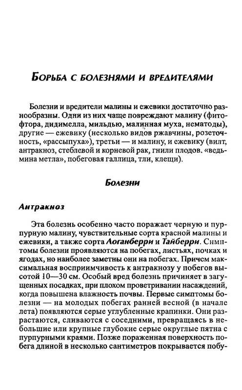 Иллюстрация 22 из 22 для Малина и ежевика - Евгений Ярославцев | Лабиринт - книги. Источник: Ялина
