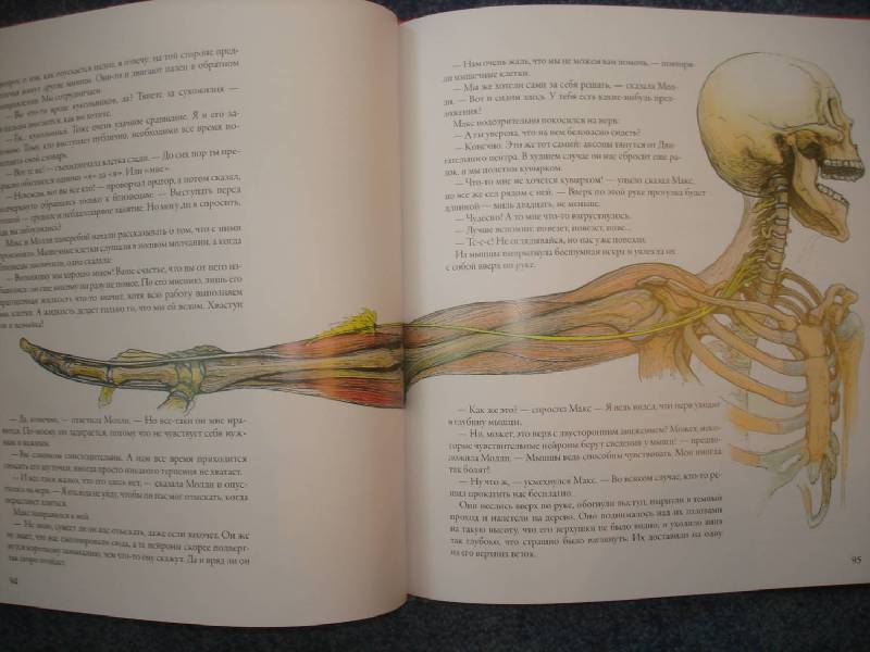 Иллюстрация 29 из 60 для Тайны анатомии - Кэрол Доннер | Лабиринт - книги. Источник: Сорокина  Лариса