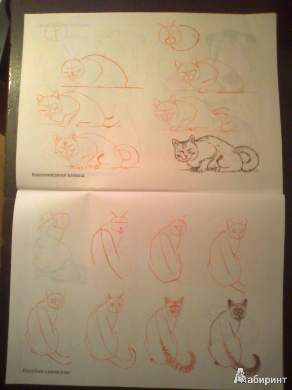 Иллюстрация 11 из 35 для Рисуем 50 кошек - Ли Эймис | Лабиринт - книги. Источник: strela