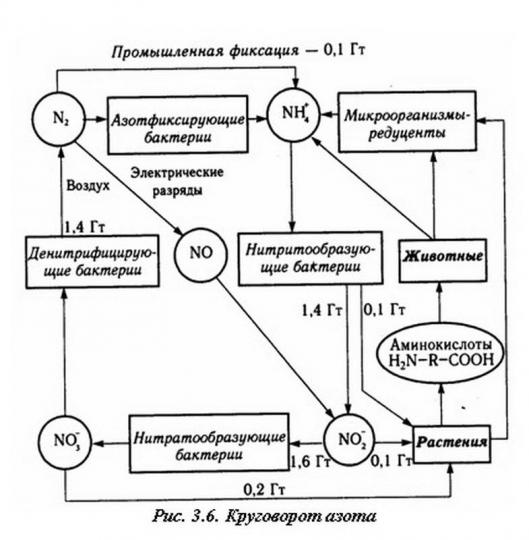 mediu inconjurator Banal dezgustător barības vielu koncentrāts mikroorganismu au
