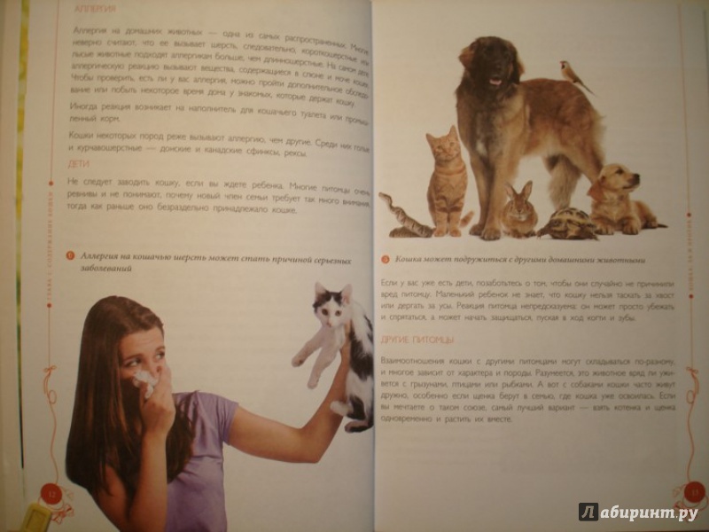 Иллюстрация 5 из 18 для Все о кошках - Светлана Дудникова | Лабиринт - книги. Источник: Сорокина  Лариса