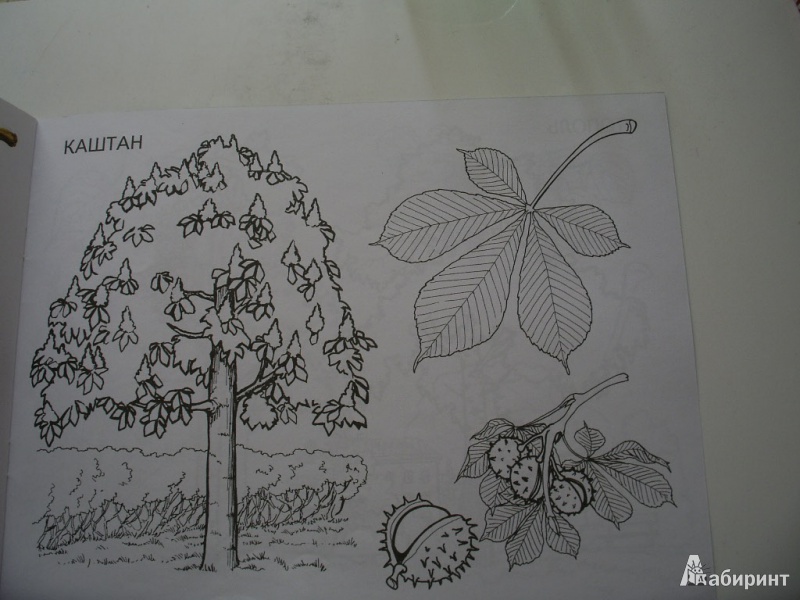 Иллюстрация 16 из 16 для Деревья, плоды, листья. Изучаем и раскрашиваем | Лабиринт - книги. Источник: Tiger.
