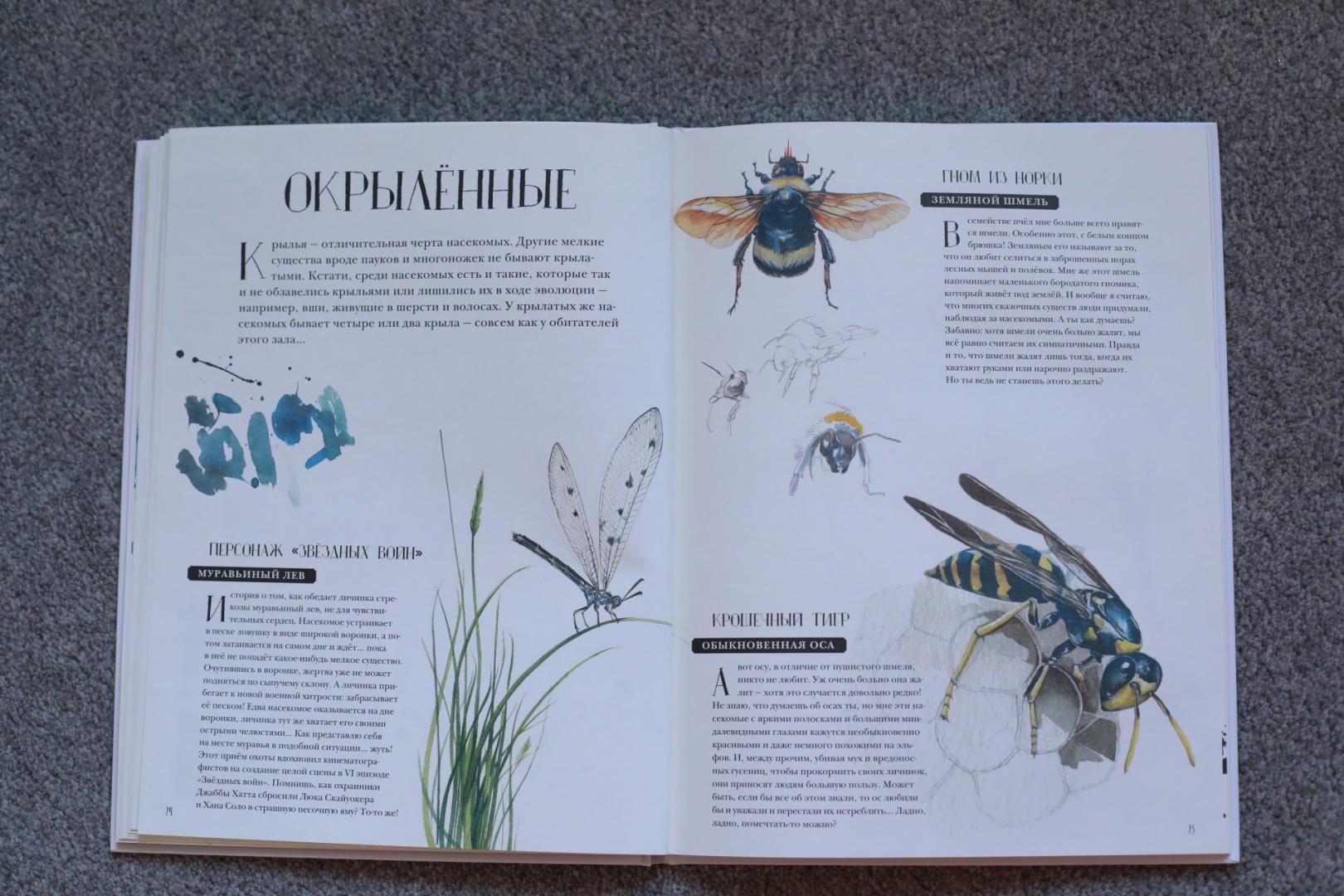 Иллюстрация 61 из 127 для Музей живых насекомых - Франсуа Лассерр | Лабиринт - книги. Источник: Масаева  Татьяна