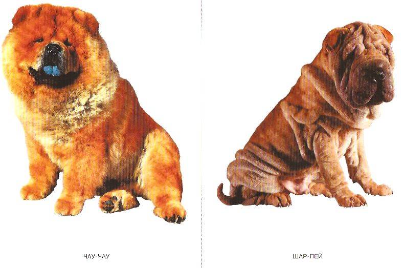 Иллюстрация 2 из 21 для Мир в картинках: Собаки. Друзья и помощники: 3-7 лет | Лабиринт - книги. Источник: пАдонак