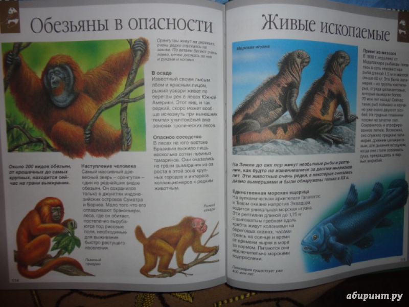 Иллюстрация 27 из 36 для Динозавры - Лора Камбурнак | Лабиринт - книги. Источник: Kristin