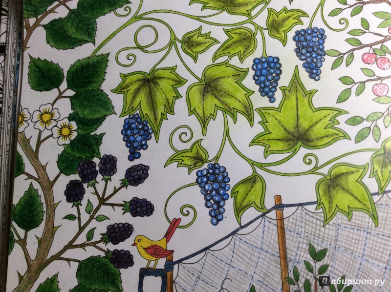 Иллюстрация 76 из 149 для Таинственный сад - Джоанна Бэсфорд | Лабиринт - книги. Источник: Лабиринт
